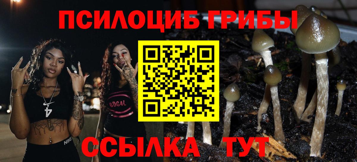 Псилоцибиновые грибы GOLDEN TEACHER  купить наркотик  Ковров  Вход с VPN 